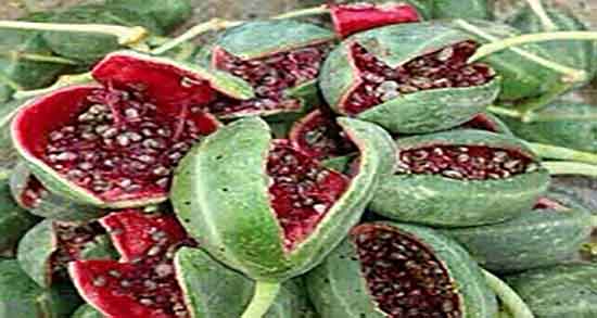 هندوانه ابوجهل در بارداری ؛ خوردن هندوانه ابوجهل در بارداری زنان
