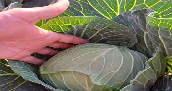 کلم برگ برای قناری ؛ خاصیت دادن کلم برگ قرمز به انواع پرندگان
