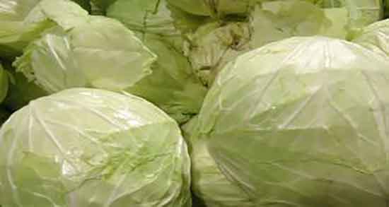 کلم برگ برای سگ ؛ عوارض دادن کلم برگ به سگ و گربه چیست
