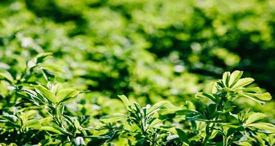 خواص عرق یونجه در بارداری ؛ فواید مصرف عرق یونجه برای زنان باردار