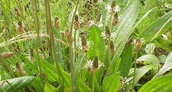 خواص بارهنگ برای لاغری ؛ فواید مصرف دمنوش بارهنگ برای چربی سوزی