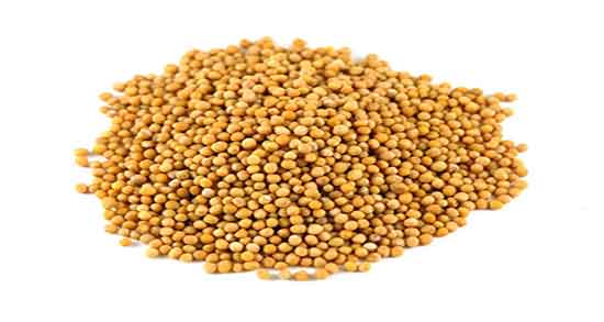 خواص خردل در طب سنتی ؛ مصرف روزانه پودر خردل از نظر طب سنتی