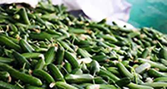 خواص خیار سبز برای لاغری ؛ فواید مصرف خیار سبز برای چربی سوزی بدن