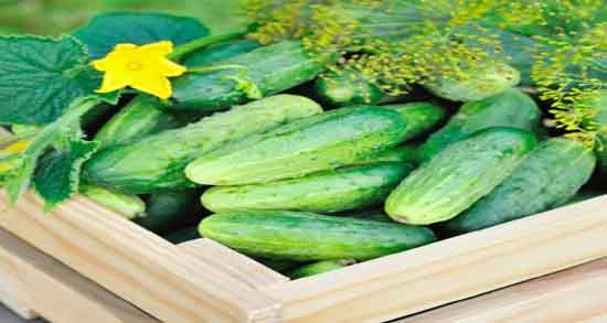 خیار سبز برای قناری ؛ فواید مصرف خیار سبز برای تقویت صدای قناری