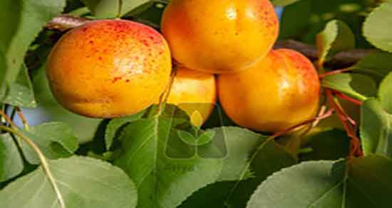 مضرات خوردن زردآلو ؛ ایا استفاده از زردالو خشک برای معده مضر است