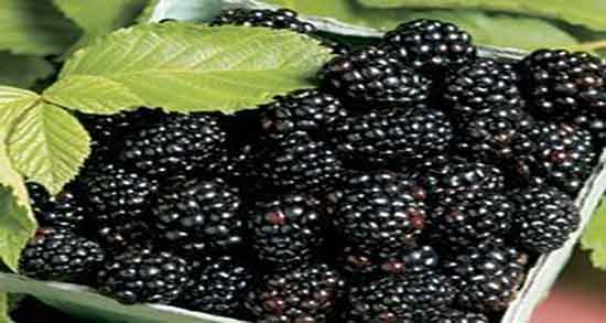 مضرات توت برای زنان باردار ؛ عوارض مصرف توت برای جنین زنان باردار