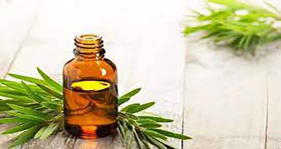 روغن درخت چای و ساس ؛ خواص مصرف روغن درخت چای و ساس