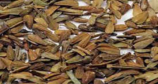 سنبل الطیب در شیردهی ؛ مصرف گل گاوزبان و سنبل الطیب در شسنبل الطیب در شیردهی ؛ مصرف گل گاوزبان و سنبل الطیب در شیردهیردهی
