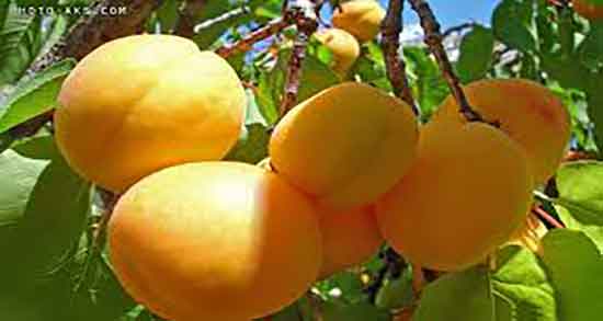 زردآلو و یبوست ؛ آیا مصرف زردالو برای یبوست کودکان خوب است