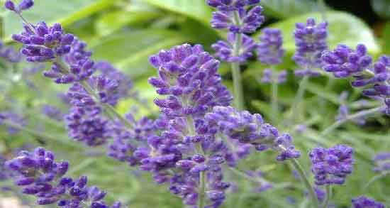 اسطوخودوس و ام اس ؛ خاصیت درمانی اسطوخودوس برای افراد مبتلا به ام اس