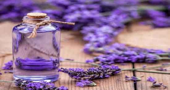 خواص اسطوخودوس برای اعصاب ؛ آشنایی با خاصیت آرامش بخش بودن اسطوخودوس
