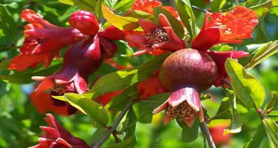 خواص دارویی گل انار فارسی ؛ بررسی خاصیت دارویی و درمانی گل انار فارسی برای بدن
