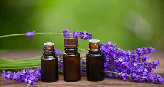 خواص و مضرات اسطوخودوس در طب سنتی ؛ همه چیز درباره گیاه اسطوخودوس