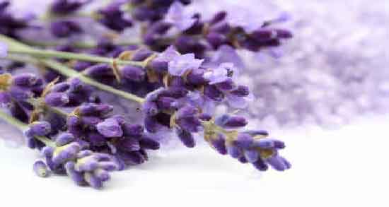 فواید اسطوخودوس برای مو ؛ پر پشت شدن مو با مصرف روغن اسطوخودوس