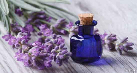 مضرات اسطوخودوس در طب سنتی ؛ آشنایی با عوارض و مضرات اسطوخودوس