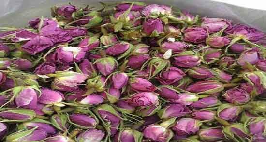 گل محمدی و بارداری ؛ همه چیز درباره خواص و مضرات گل محمدی برای بارداری