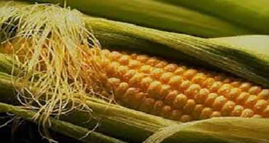 عوارض کاکل ذرت ؛ خواص و عوارض دمنوش کاکل ذرت برای زنان باردار