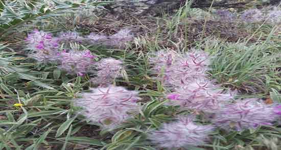 خاصیت گل کوفته ؛ خواص مصرف گل کوفته برای درمان سنگ کلیه