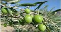 خواص روغن زیتون تلخ برای پوست و مو و طریقه مصرف زیتون تلخ