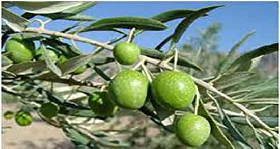 خواص روغن زیتون تلخ ؛ فواید مصرف روغن زیتون تلخ برای ورم معده