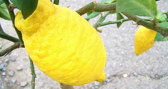 خواص ترنج ؛ خواص روغن و چای و شربت ترنج برای دیابت + فرق ترنج و بالنگ
