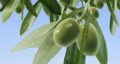 روغن زیتون تلخ برای مو و طرز استفاده روغن زیتون و مضرات روغن زیتون برای مو