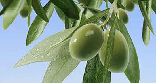 روغن زیتون تلخ برای مو ؛ تقویت موی سر با استفاده از روغن زیتون تلخ