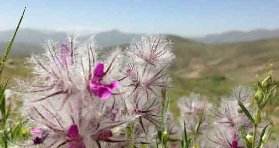 دمنوش چای کوهی در شیردهی ؛ افزایش شیر مادر با دمنوش چای کوهی