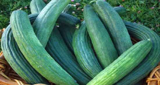 عوارض خیار چنبر ؛ بررسی عوارض و مضرات مصرف خیار چنبر