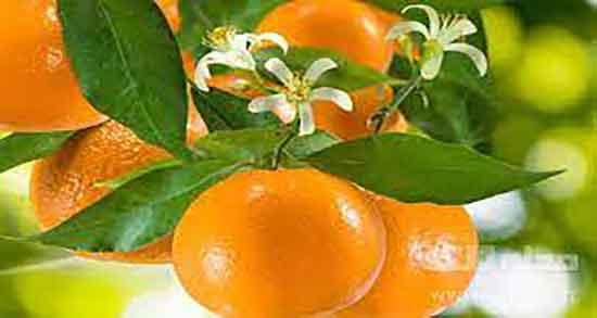 خواص عرق بهار نارنج ؛ در طب سنتی برای چاقی و قلب و کبد و کودکان و گلاب