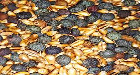 فواید گندم برشته ؛ خواص خوردن گندم برشته برای لاغری و چربی سوزی