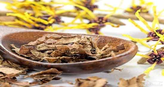 خواص دارویی گل فندق ؛ آشنایی با خاصیت دارویی و درمانی گل فندق برای سلامتی