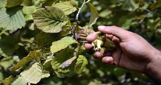 خواص گل فندق برای اسهال ؛ تاثیر مصرف گل فندق برای درمان اسهال