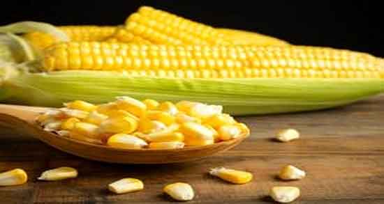 فواید روغن ذرت مازولا ؛ خواص مصرف روغن ذرت مازولا برای پخت و پز