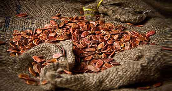 خواص تخمه ژاپنی ؛ برای کبد چرب و بارداری و لاغری + میزان چربی تخمه ژاپنی