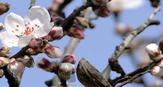شکوفه بادام برای پسرزایی ؛ تعیین جنسیت با مصرف شکوفه بادام