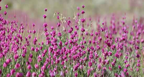 خواص گل اروانه برای زنان ؛ مصرف مفید گل اروانه برای عفونت رحم زنان