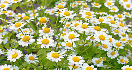 بابونه برای جای جوش ؛ خاصیت روغن بابونه برای جوش و جای جوش
