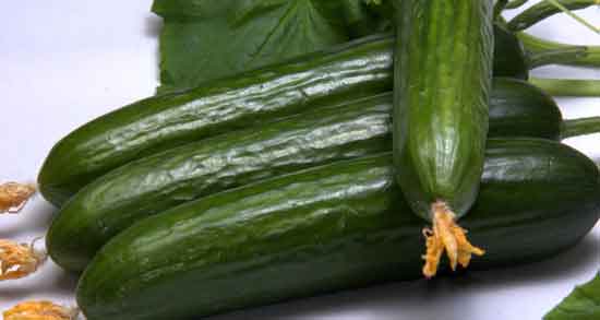خواص خیار سبز ؛ در شب برای لاغری و معده + بهترین زمان خوردن خیار سبز