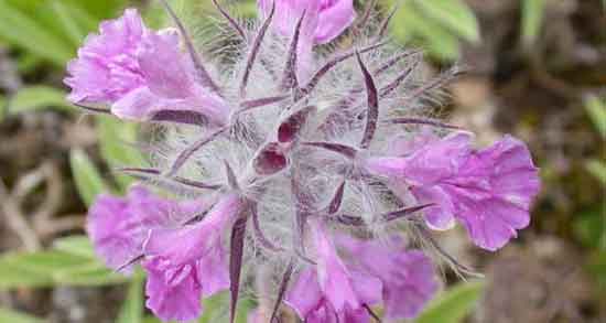 خواص گل کوفته ؛ برای رحم و قاعدگی و مردان و سرماخوردگی + مضرات گل کوفته