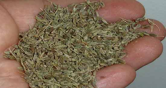 خواص بادیان چیست ؛ آشنایی با خواص استفاده از بادیان برای سلامت بدن