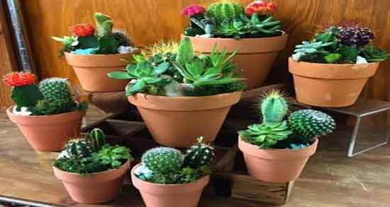 خواص کاکتوس در برابر اشعه ؛ از بین بردن اشعه های مضر در خانه با نگهداری کاکتوس