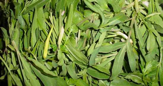 خواص غازیاغی ؛ برای معده و کبد در طب سنتی و طریقه مصرف غازیاغی