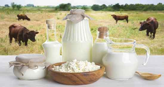 خواص شیر گاو ؛ برای پوست و لاغری و کودکان و ریه در طب سنتی