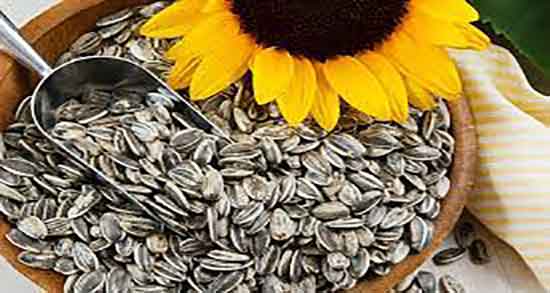 ایا تخمه برای سگ ضرر دارد ؛ ایا خوردن تخمه برای توله سگ ها مضره