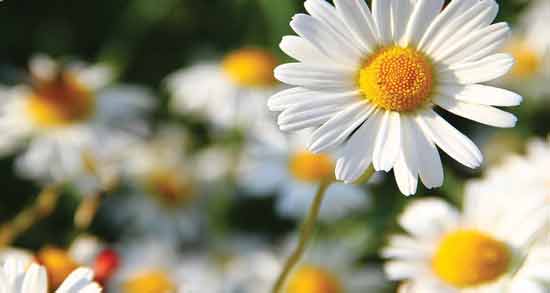 تعبیر خواب بابونه و دمنوش بابونه و گل بابونه برای دختر مجرد