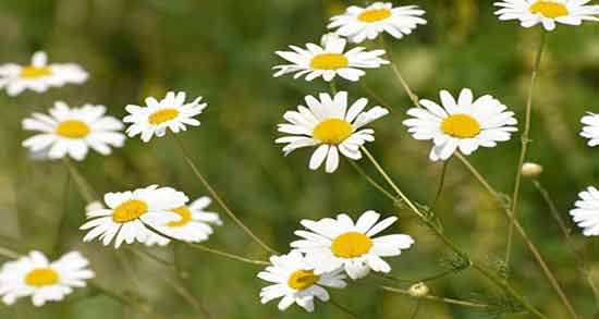 تعبیر خواب گل بابونه ابن سیرین ، معنی گل بابونه در خواب های ما چیست