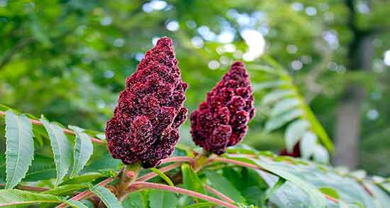 طرز تهیه چای سماق برای لاغری ؛ نحوه صحیح مصرف چای سماق برای کاهش وزن