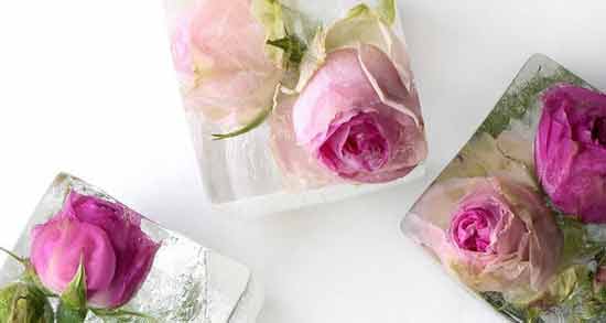 یخ گلاب برای پوست ؛ استفاده از یخ گلاب برای حفظ سلامت پوست