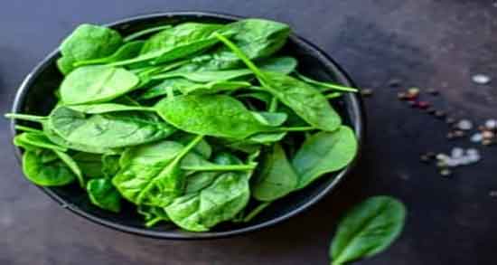 عکس اسفناج ؛ شکل اسفناج تازه + تصویر اسفناج در زمین کشاورزی